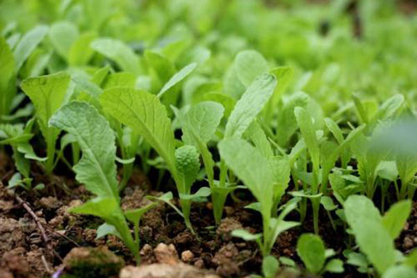 山西喜洋洋有機(jī)復(fù)合肥有限公司